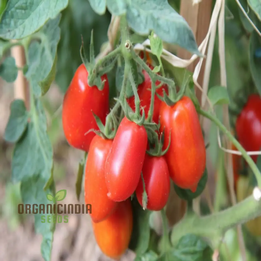 San Marzano Tomato Seeds, Heirloom Variety Rich Flavor Perfect for Home Gardens