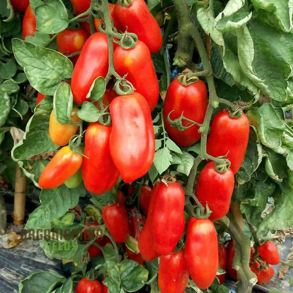 San Marzano Tomato Seeds, Heirloom Variety Rich Flavor Perfect for Home Gardens - Image 3