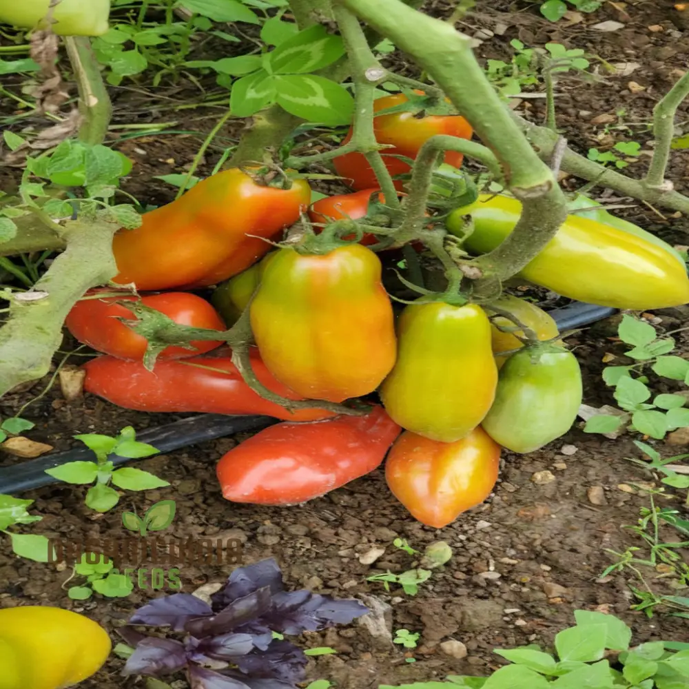 San Marzano Tomato Seeds, Heirloom Variety Rich Flavor Perfect for Home Gardens - Image 4