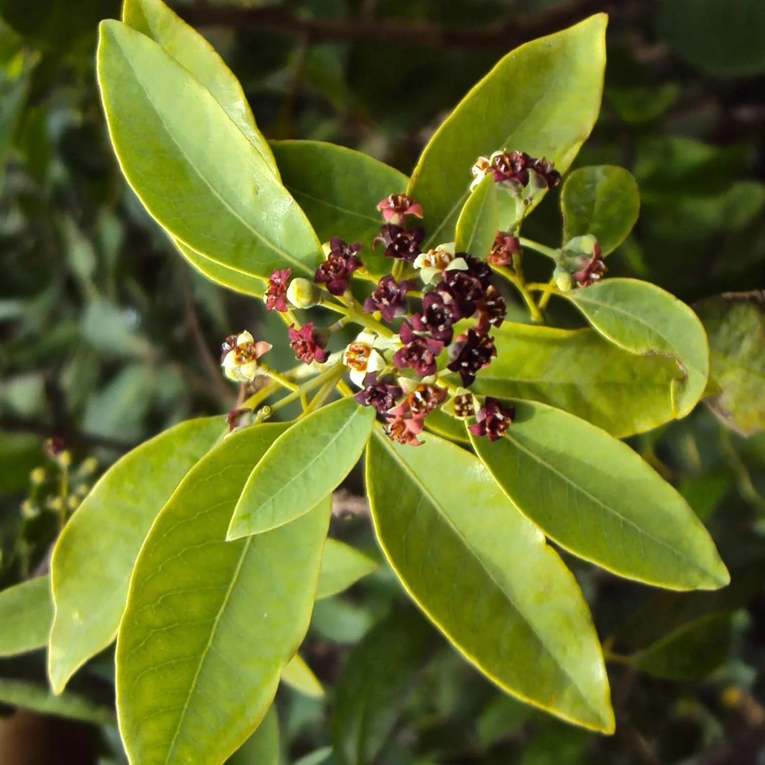 Santalum Album Seeds for Planting Indian Sandalwood Fragrant Evergreen Tree for Gardens And Outdoors - Image 3