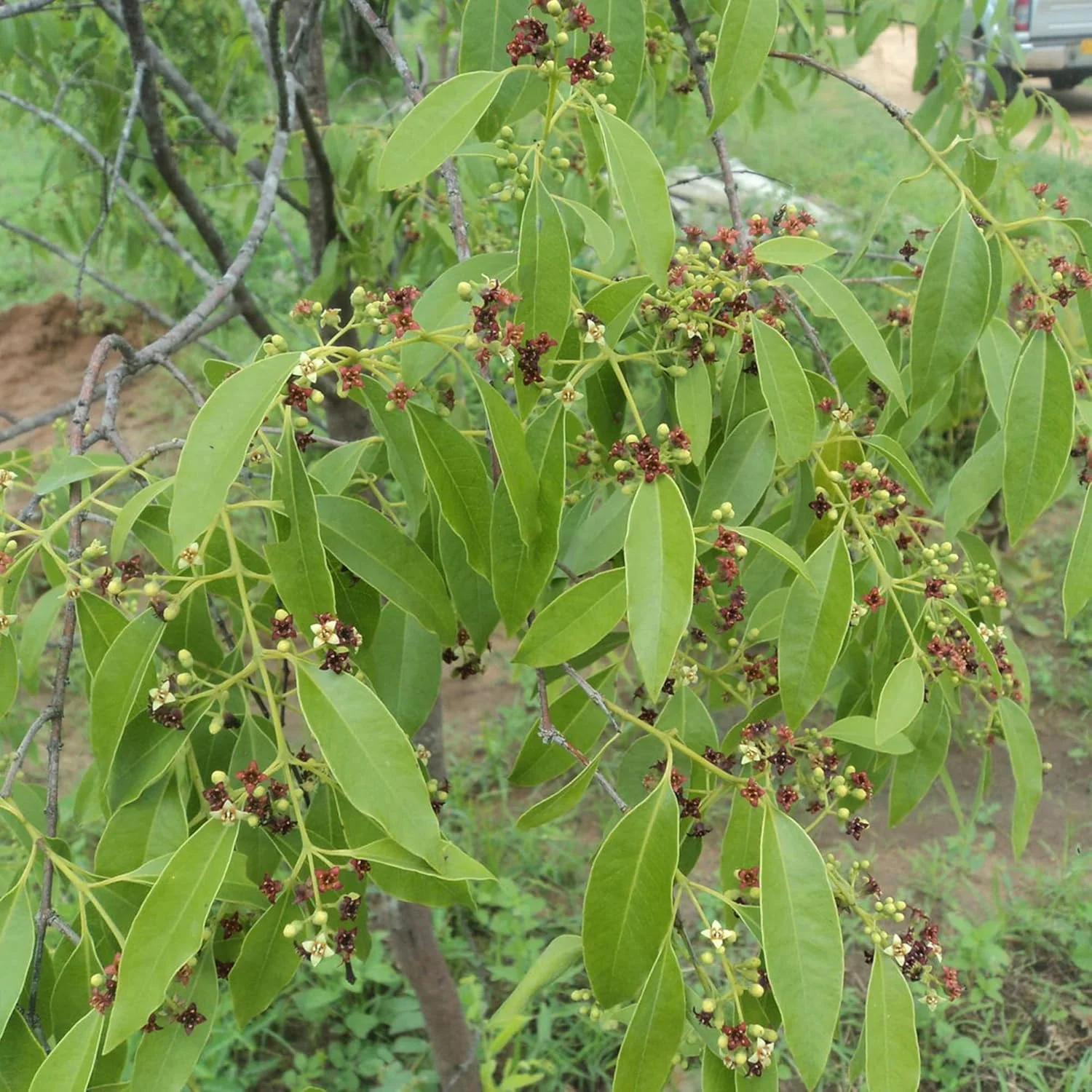 Santalum Album Seeds for Planting Indian Sandalwood Fragrant Evergreen Tree for Gardens And Outdoors - Image 4