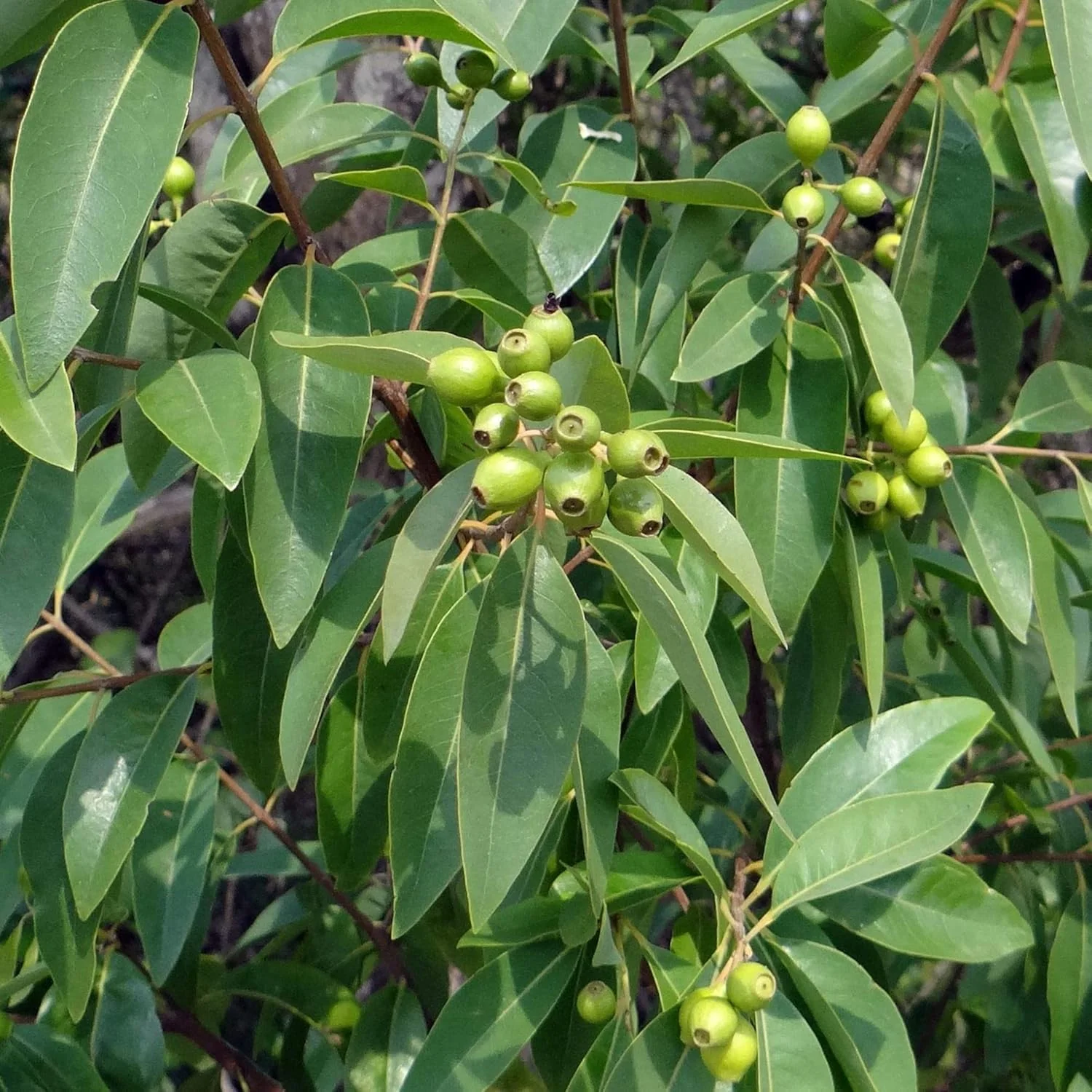 Santalum Album Seeds for Planting Indian Sandalwood Fragrant Evergreen Tree for Gardens And Outdoors - Image 5