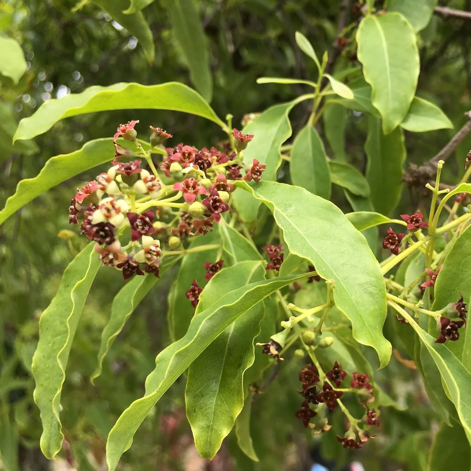 Santalum Album Seeds for Planting Indian Sandalwood Fragrant Evergreen Tree for Gardens And Outdoors - Image 6