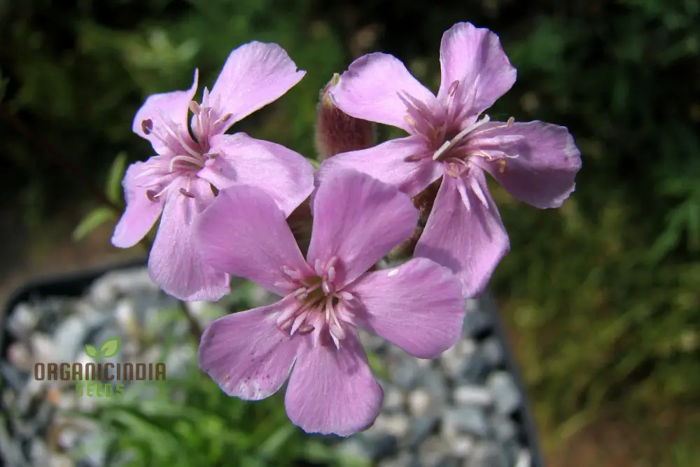 Saponaria Caespitosa Seeds - Hardy Perennial for Vibrant Garden Blooms | Buy Gardening Seeds Online