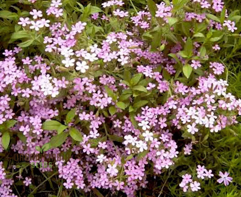 Saponaria Caespitosa Seeds - Hardy Perennial for Vibrant Garden Blooms | Buy Gardening Seeds Online - Image 3