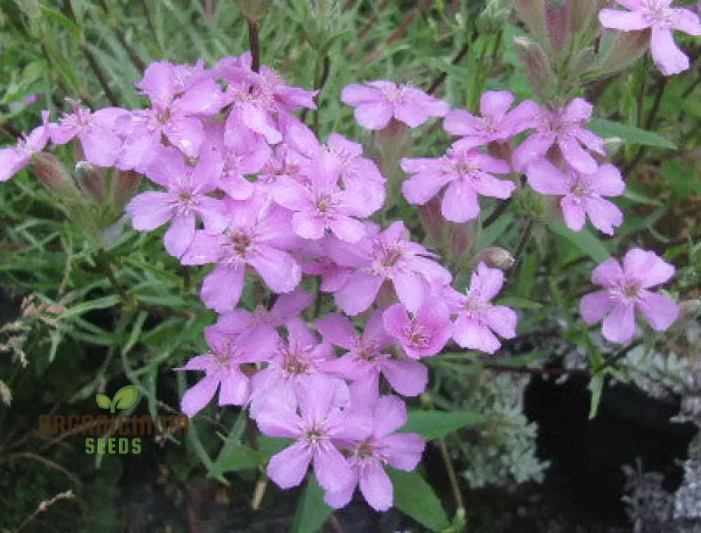 Saponaria Caespitosa Seeds - Hardy Perennial for Vibrant Garden Blooms | Buy Gardening Seeds Online - Image 4