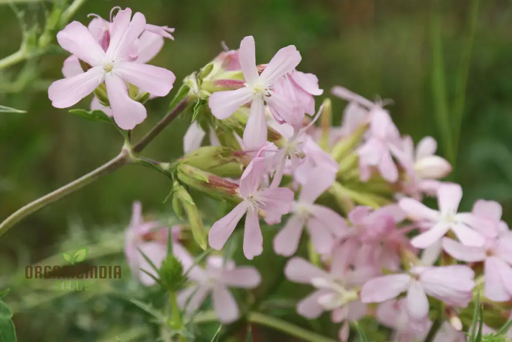 Saponaria Officinalis Seeds for Gardening | Premium Quality Flower Seeds for Beautiful and Lush Gardens