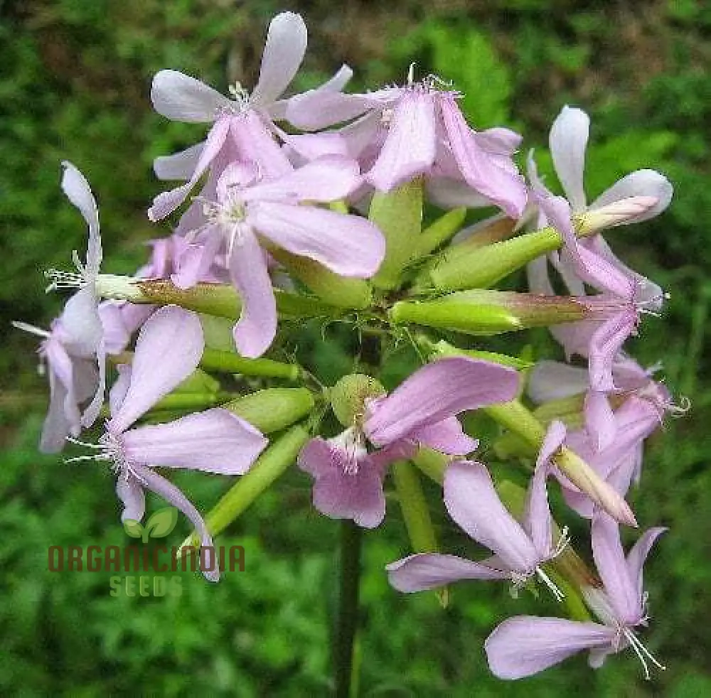 Saponaria Officinalis Seeds for Gardening | Premium Quality Flower Seeds for Beautiful and Lush Gardens - Image 3