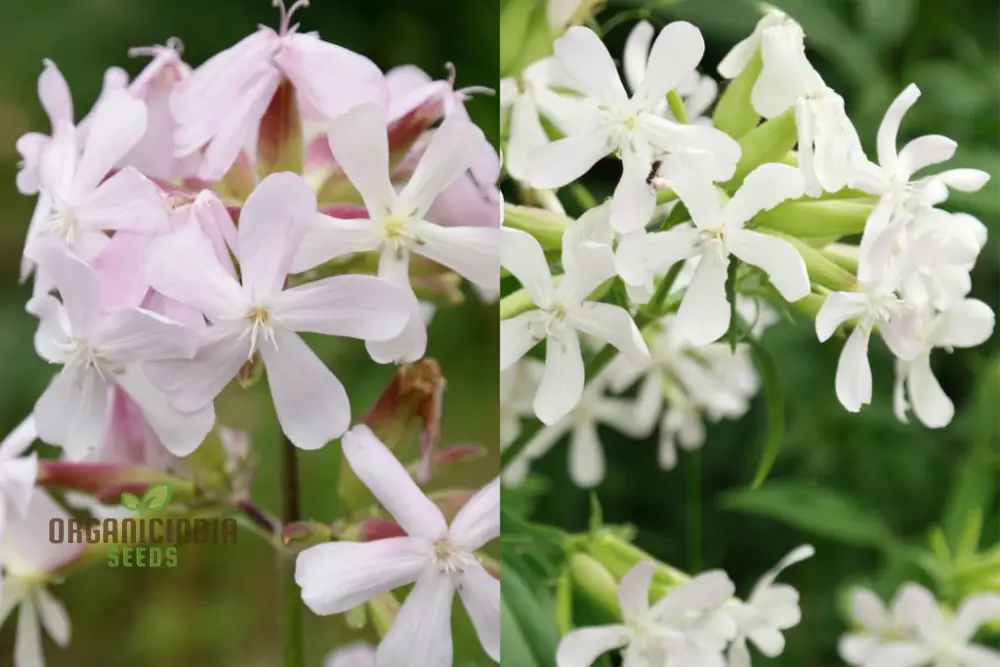 Saponaria Officinalis Seeds for Gardening | Premium Quality Flower Seeds for Beautiful and Lush Gardens - Image 4