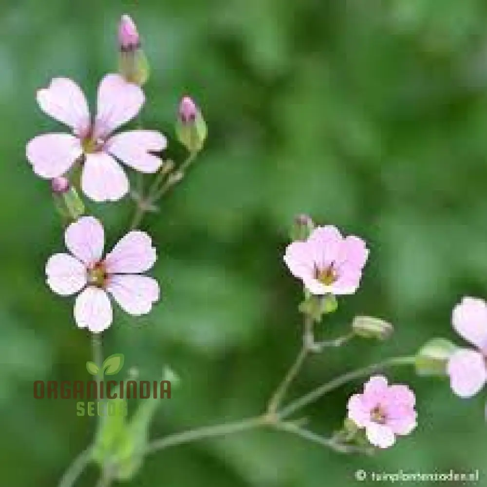 Saponaria Vaccaria 'Pink Beauty' Seeds - Gardening Delight for Your Home Garden, Premium Quality Organic Seeds - Image 3