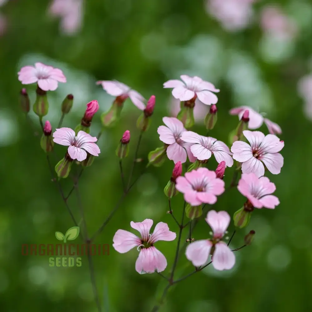 Saponaria Vaccaria 'Pink Beauty' Seeds - Gardening Delight for Your Home Garden, Premium Quality Organic Seeds - Image 4