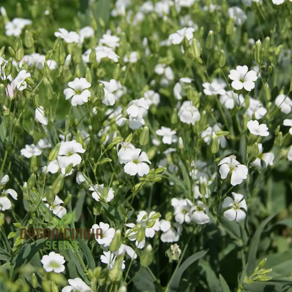 Saponaria Vaccaria White Seeds - Premium Quality Gardening Seeds for Beautiful White Flower Blooms in Your Garden