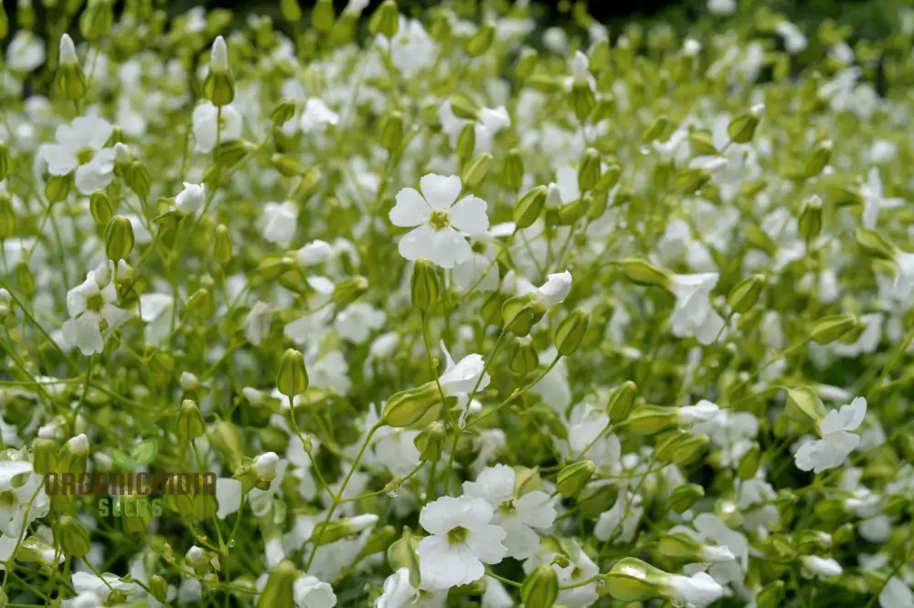 Saponaria Vaccaria White Seeds - Premium Quality Gardening Seeds for Beautiful White Flower Blooms in Your Garden - Image 3