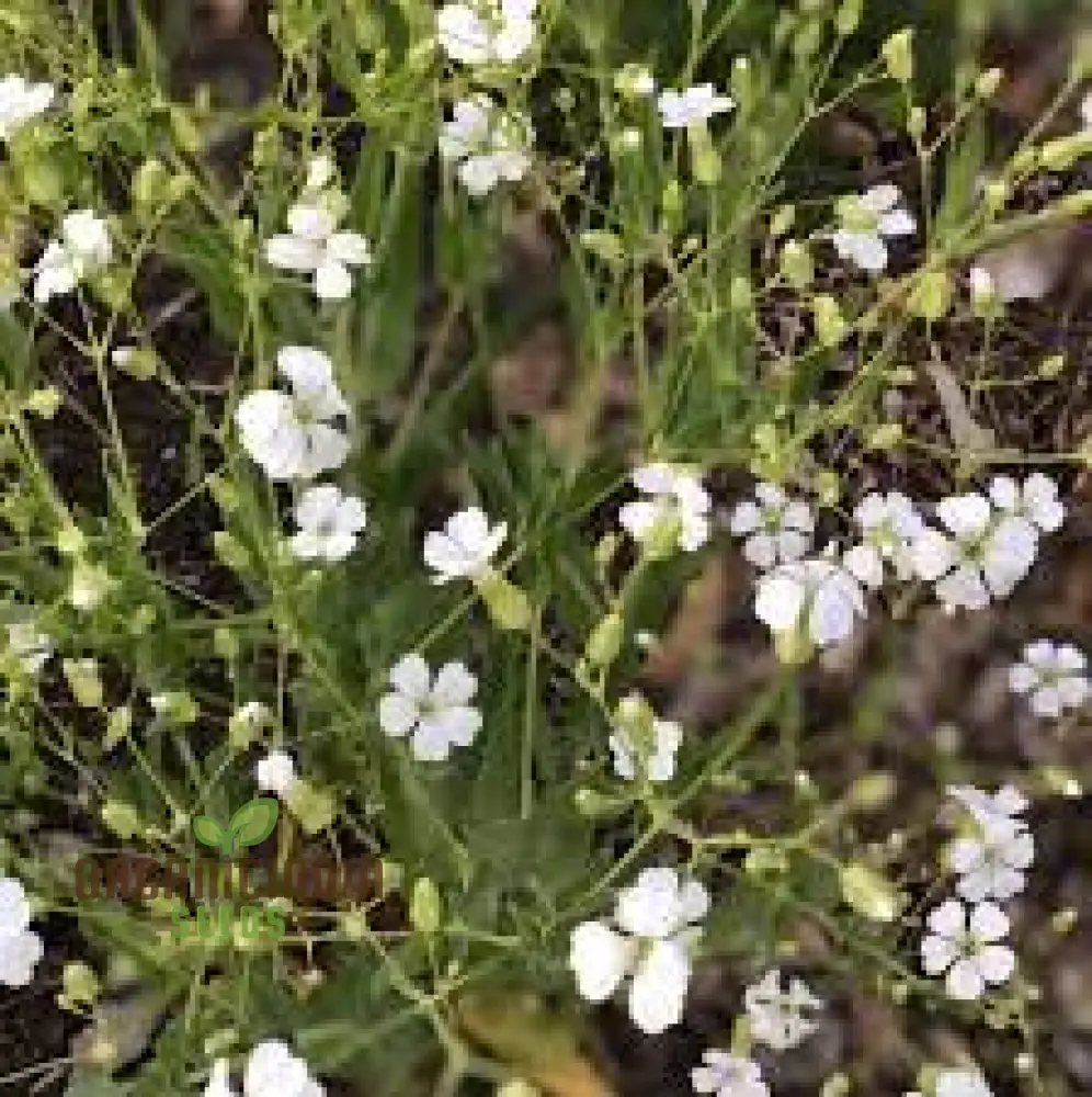 Saponaria Vaccaria White Seeds - Premium Quality Gardening Seeds for Beautiful White Flower Blooms in Your Garden - Image 4