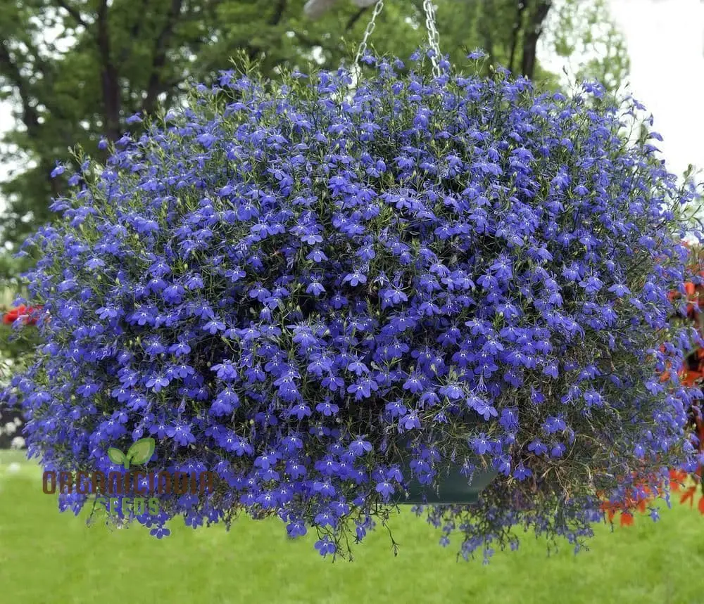 Sapphire Lobelia Pendula Seeds for Stunning Garden Blooms - Gardening Seeds for Beautiful Cascading Flowers