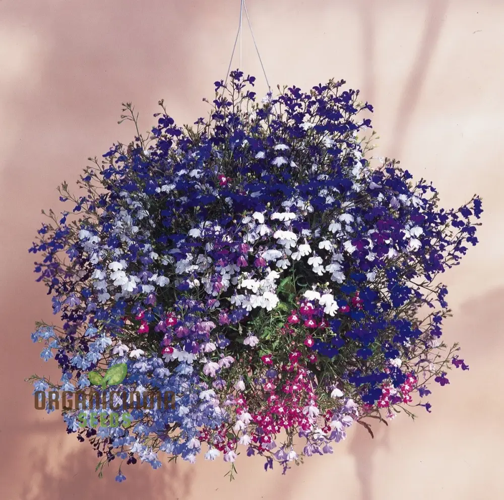 Sapphire Lobelia Pendula Seeds for Stunning Garden Blooms - Gardening Seeds for Beautiful Cascading Flowers - Image 3