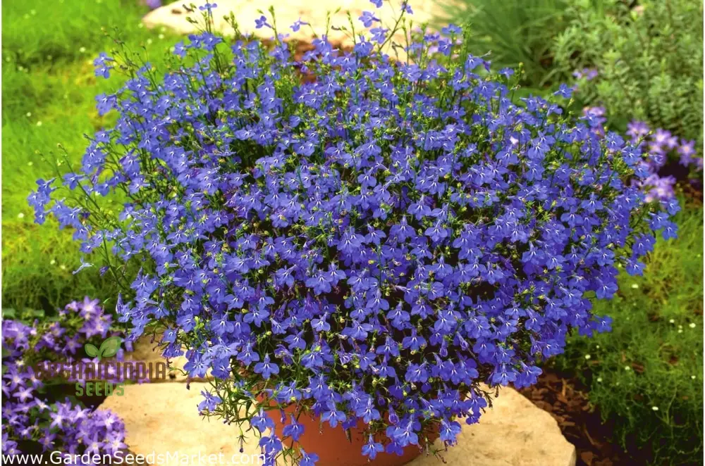 Sapphire Lobelia Pendula Seeds for Stunning Garden Blooms - Gardening Seeds for Beautiful Cascading Flowers - Image 4