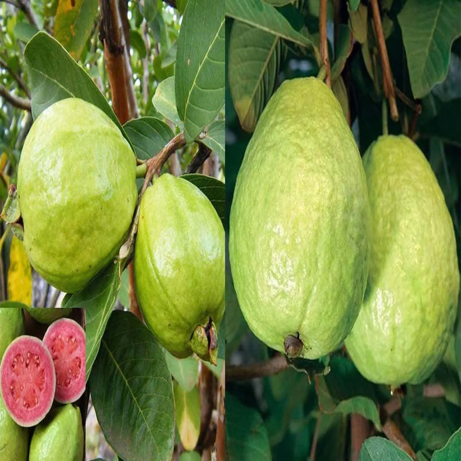 Sardar (Lalit/Redland White) Guava Seeds – High-Yield Sweet Tropical Fruit for Planting - Image 3