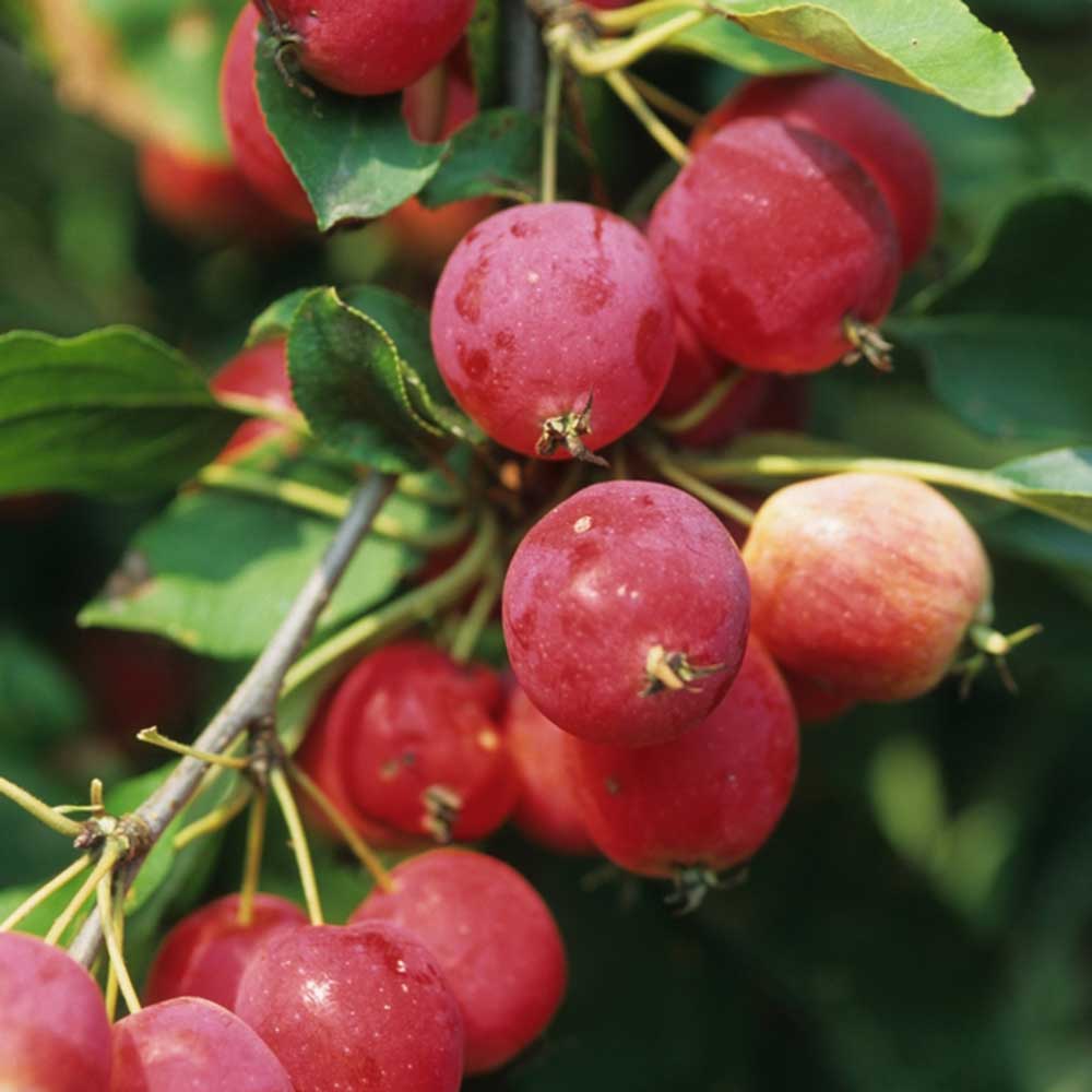 Sargent Crab Apple Seeds
