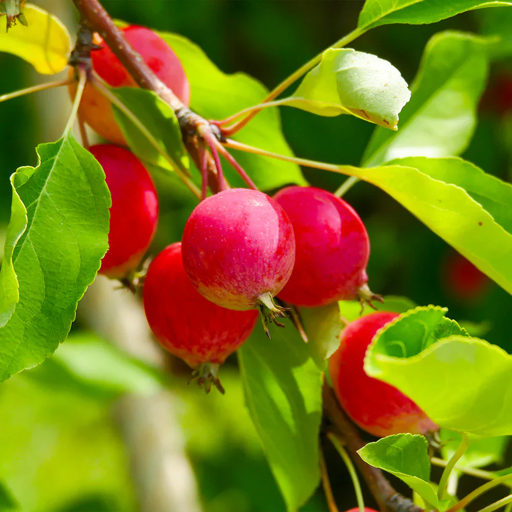 Sargent Crab Apple Seeds - Image 3