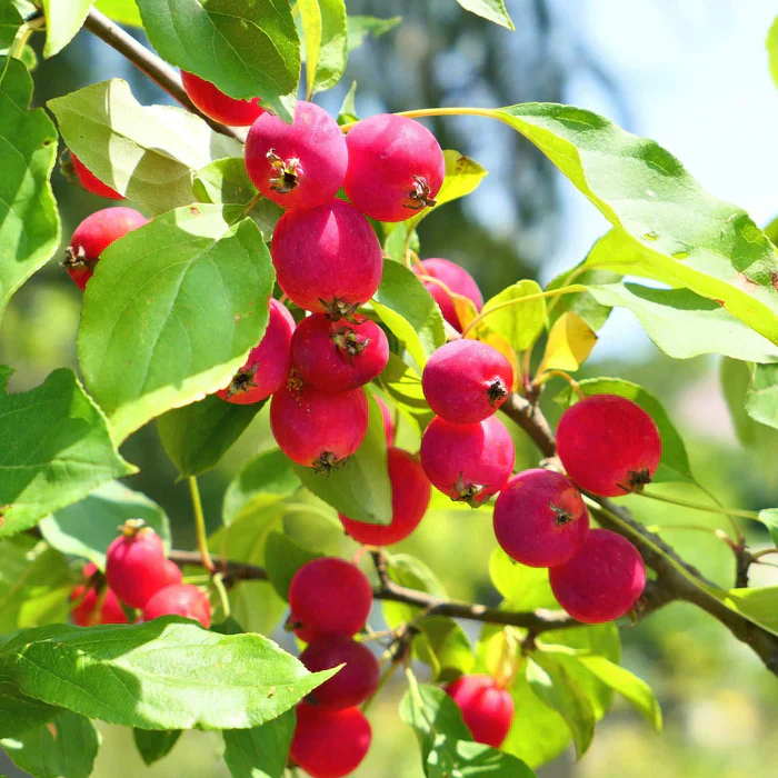 Sargent Crab Apple Seeds - Image 4