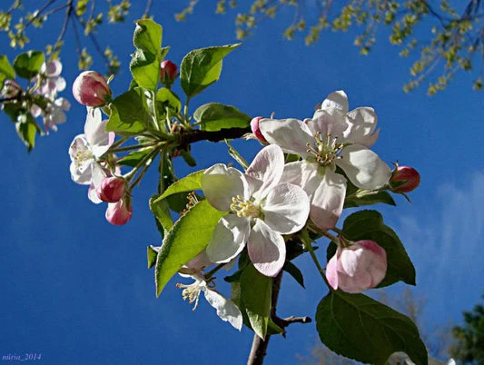 Sargent Crab Apple Seeds - Image 5