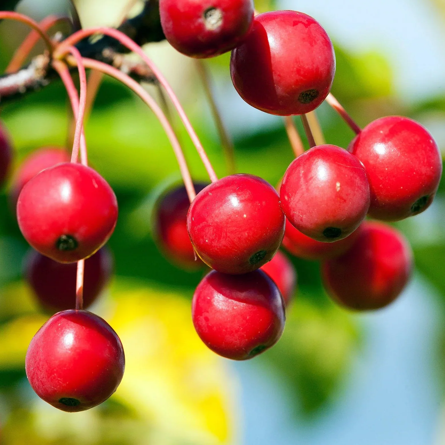 Sargent's Crabapple (Malus sargentii) – Apple Seeds