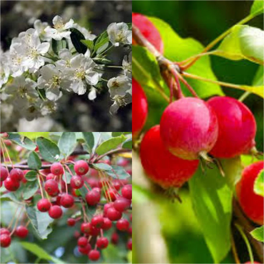 Sargent's Crabapple (Malus sargentii) – Apple Seeds - Image 2