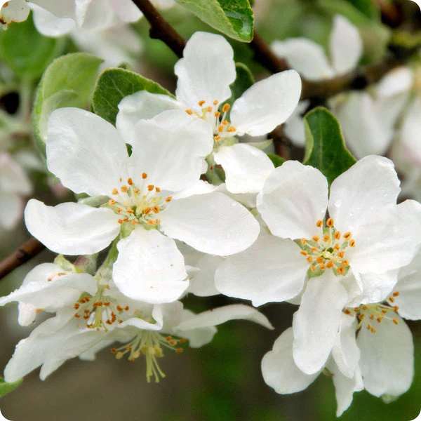 Sargent's Crabapple (Malus sargentii) – Apple Seeds - Image 4