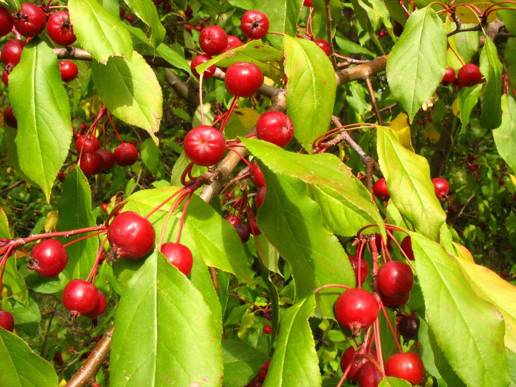 Sargent's Crabapple (Malus sargentii) – Apple Seeds - Image 5
