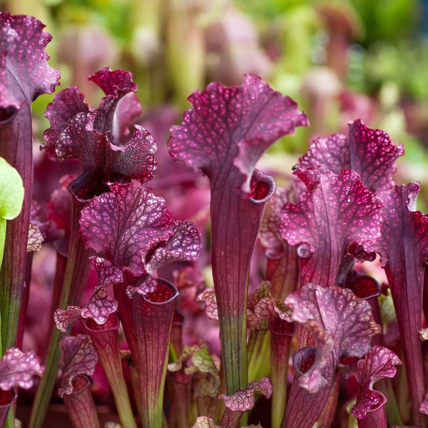 Sarracenia Purpurea Seeds – Purple Pitcher Plant for Outdoor Gardening
