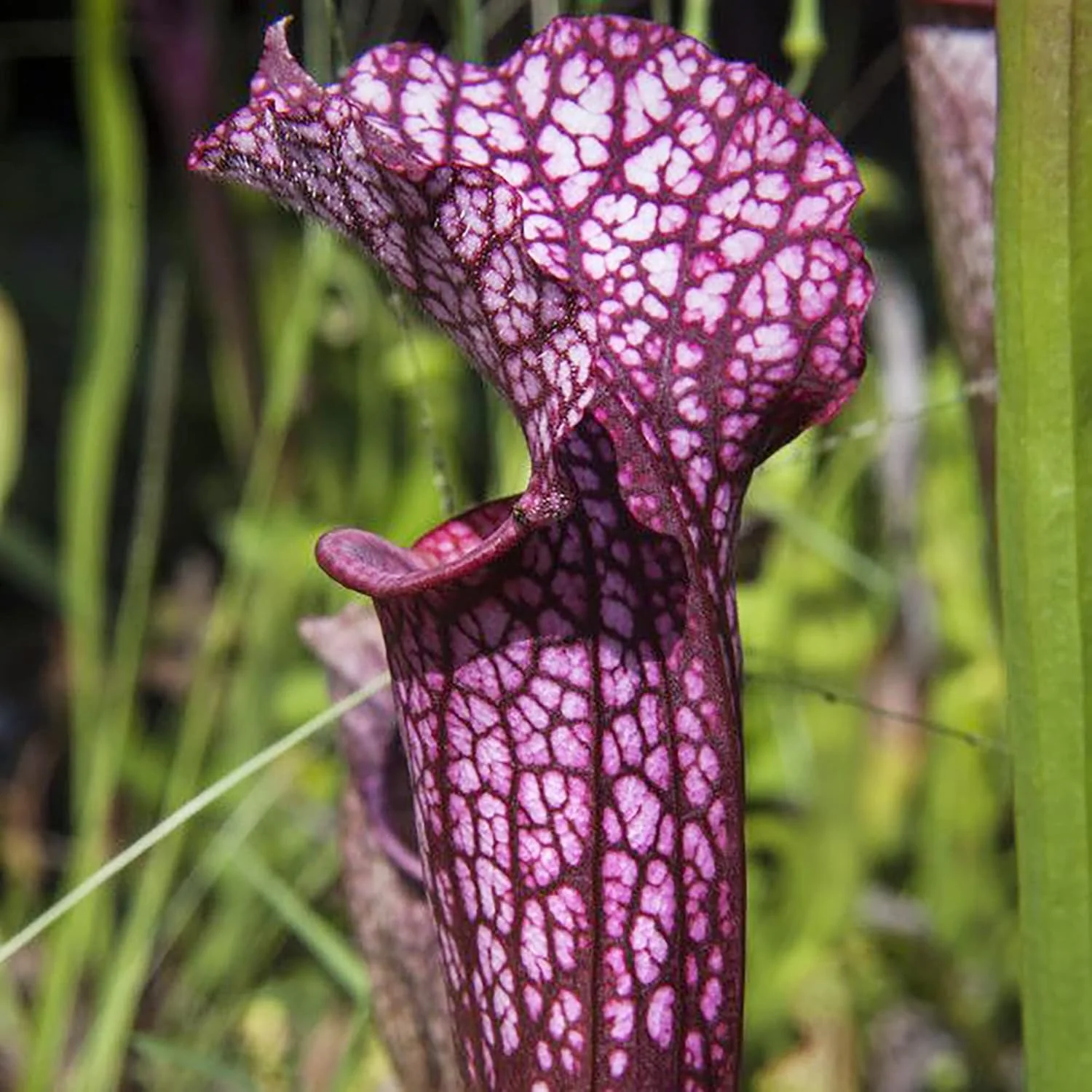 Sarracenia Purpurea Seeds – Purple Pitcher Plant for Outdoor Gardening - Image 3