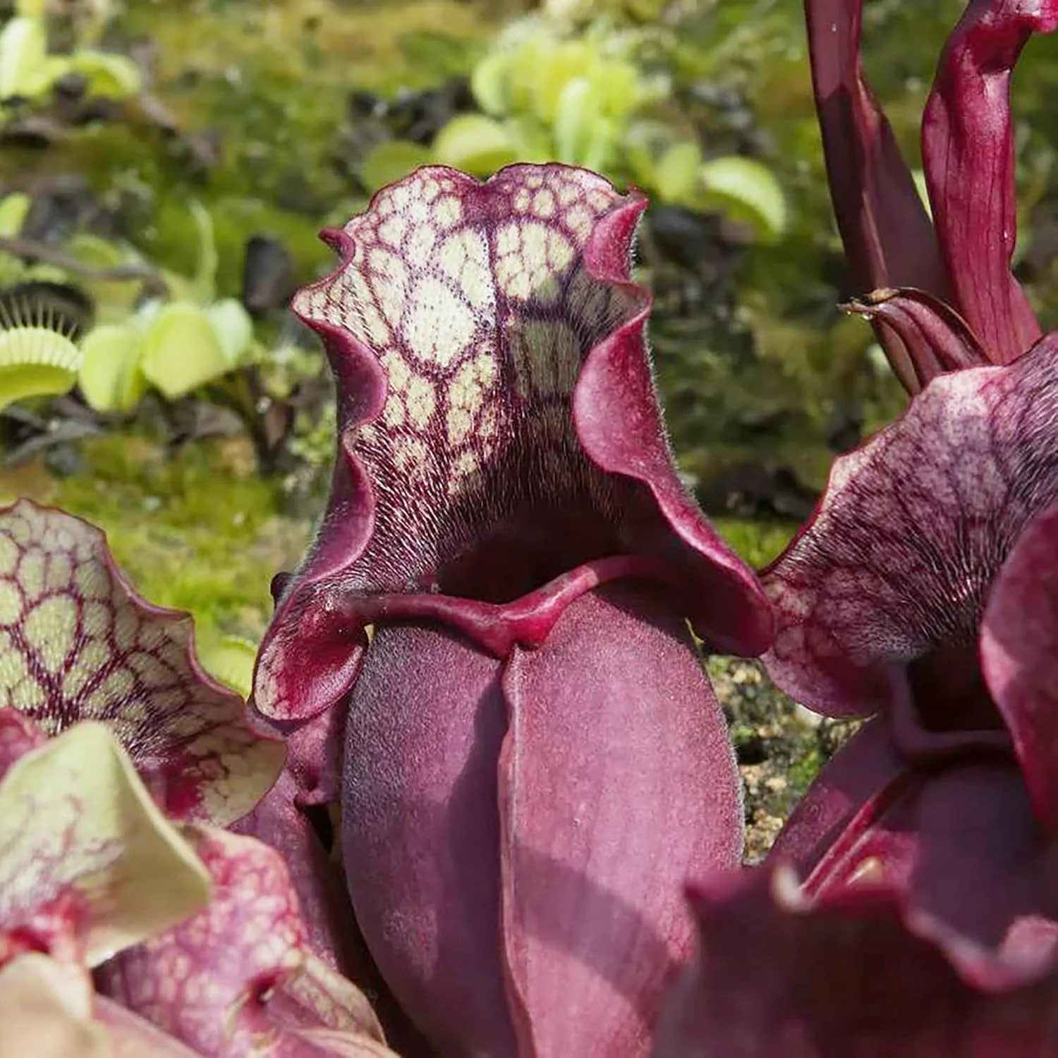 Sarracenia Purpurea Seeds – Purple Pitcher Plant for Outdoor Gardening - Image 4