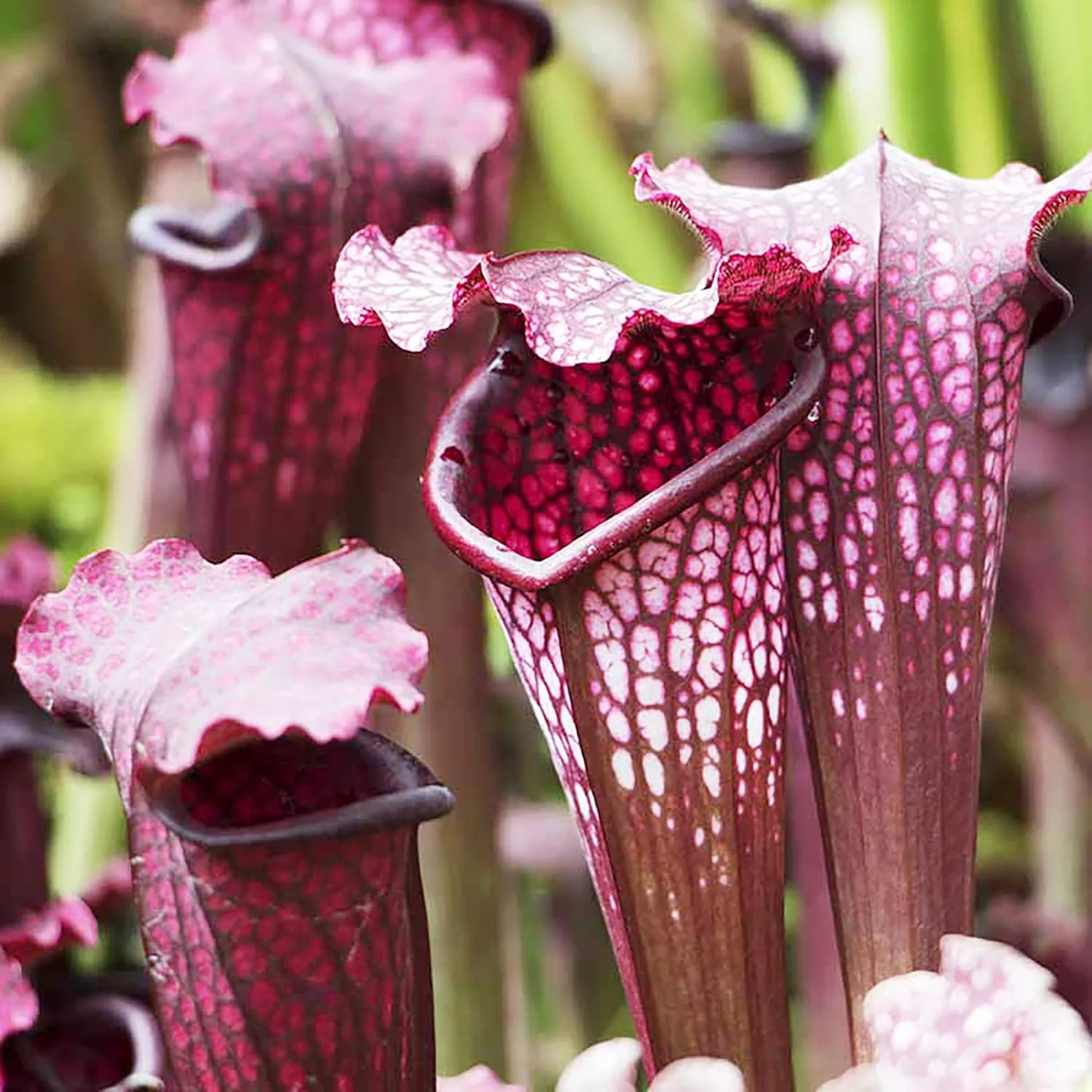 Sarracenia Purpurea Seeds – Purple Pitcher Plant for Outdoor Gardening - Image 5