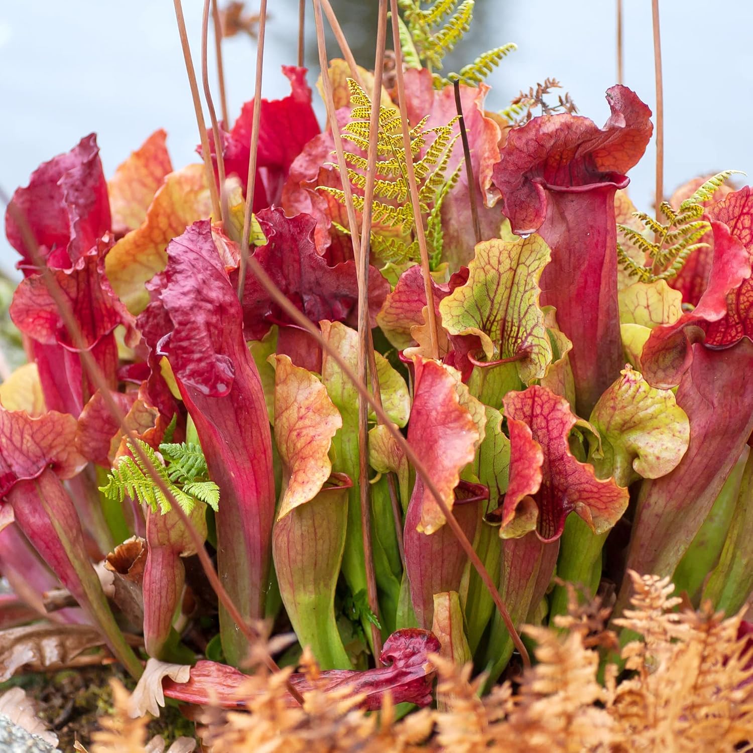 Sarracenia Purpurea Seeds – Purple Pitcher Plant for Outdoor Gardening - Image 6