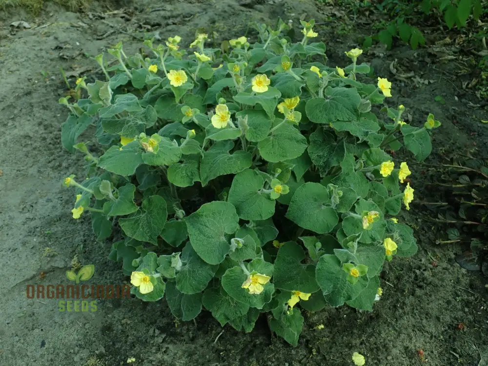 Saruma Henryi Seeds - Rare Shade-Loving Perennial for Gardening Enthusiasts | Buy Plant Seeds Online