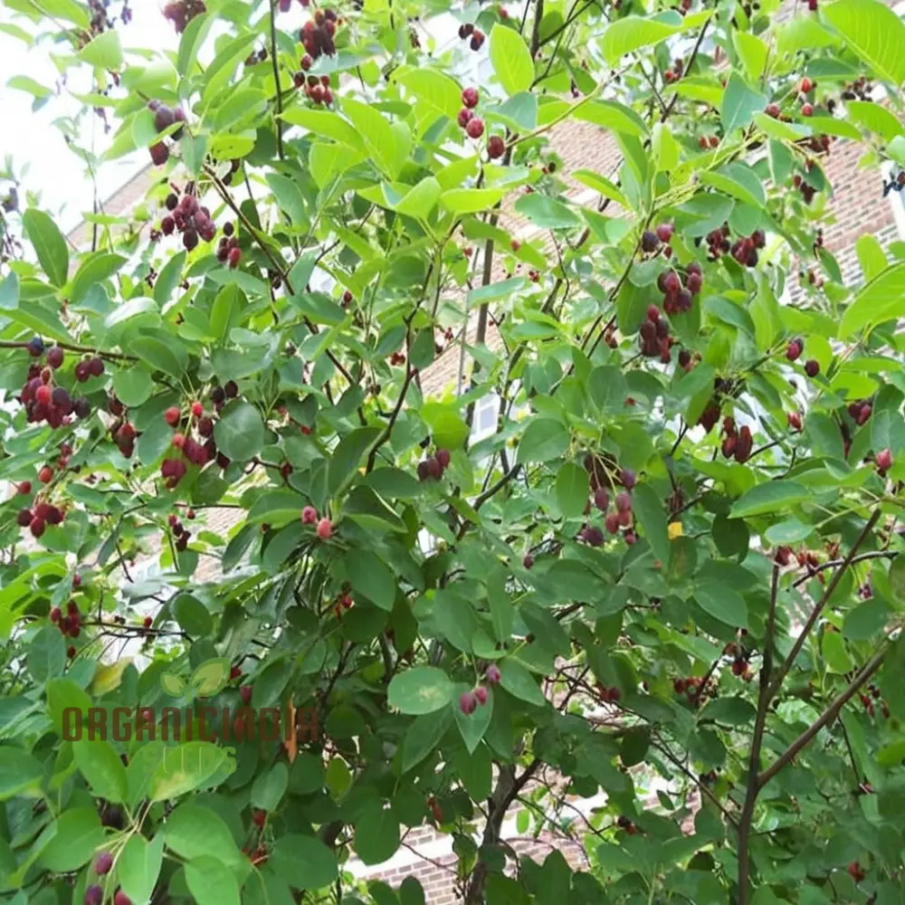 Saskatoon Berry Fruit Seeds “ Elevate Your Gardening Experience with Delicious, Nutritious Berries - Image 3