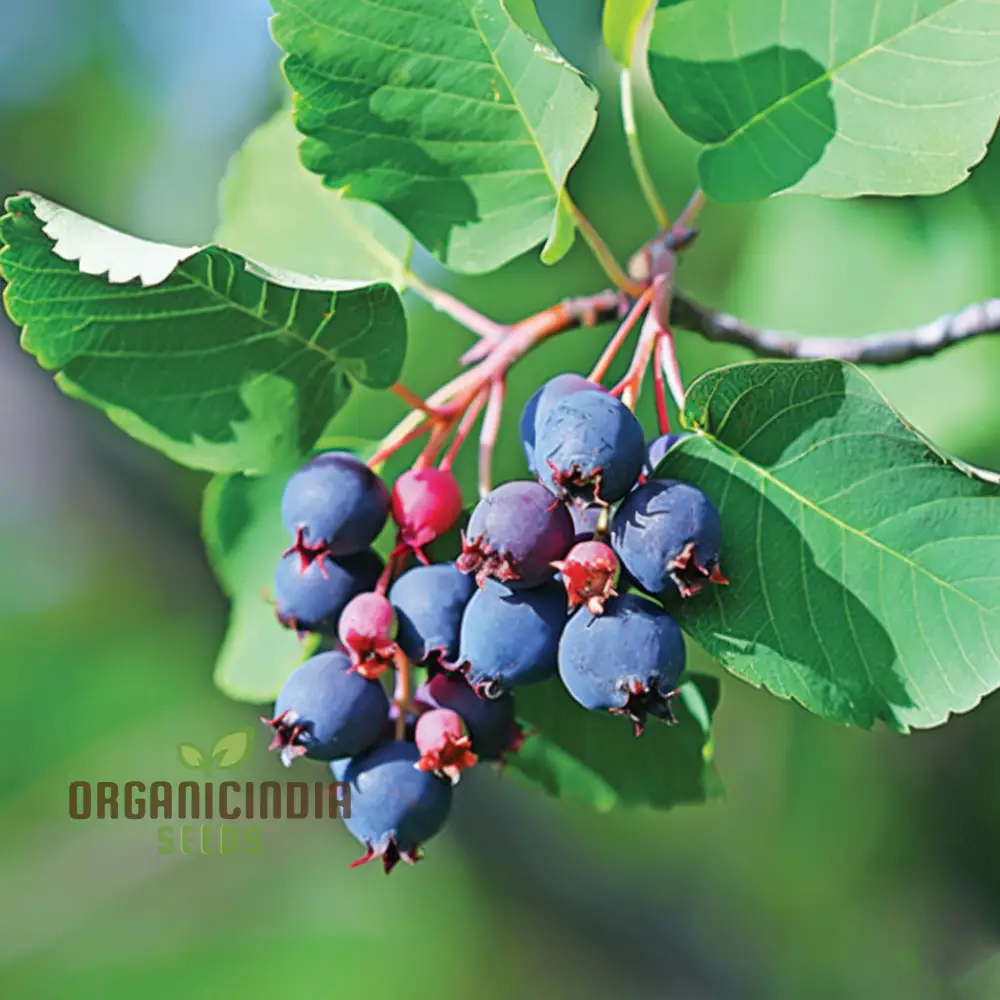 Saskatoon Berry Fruit Seeds “ Elevate Your Gardening Experience with Delicious, Nutritious Berries - Image 4