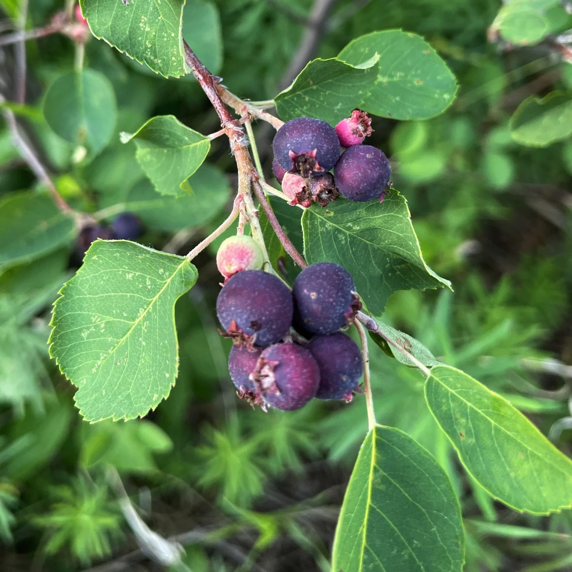 Saskatoon Serviceberry Shrub Seeds