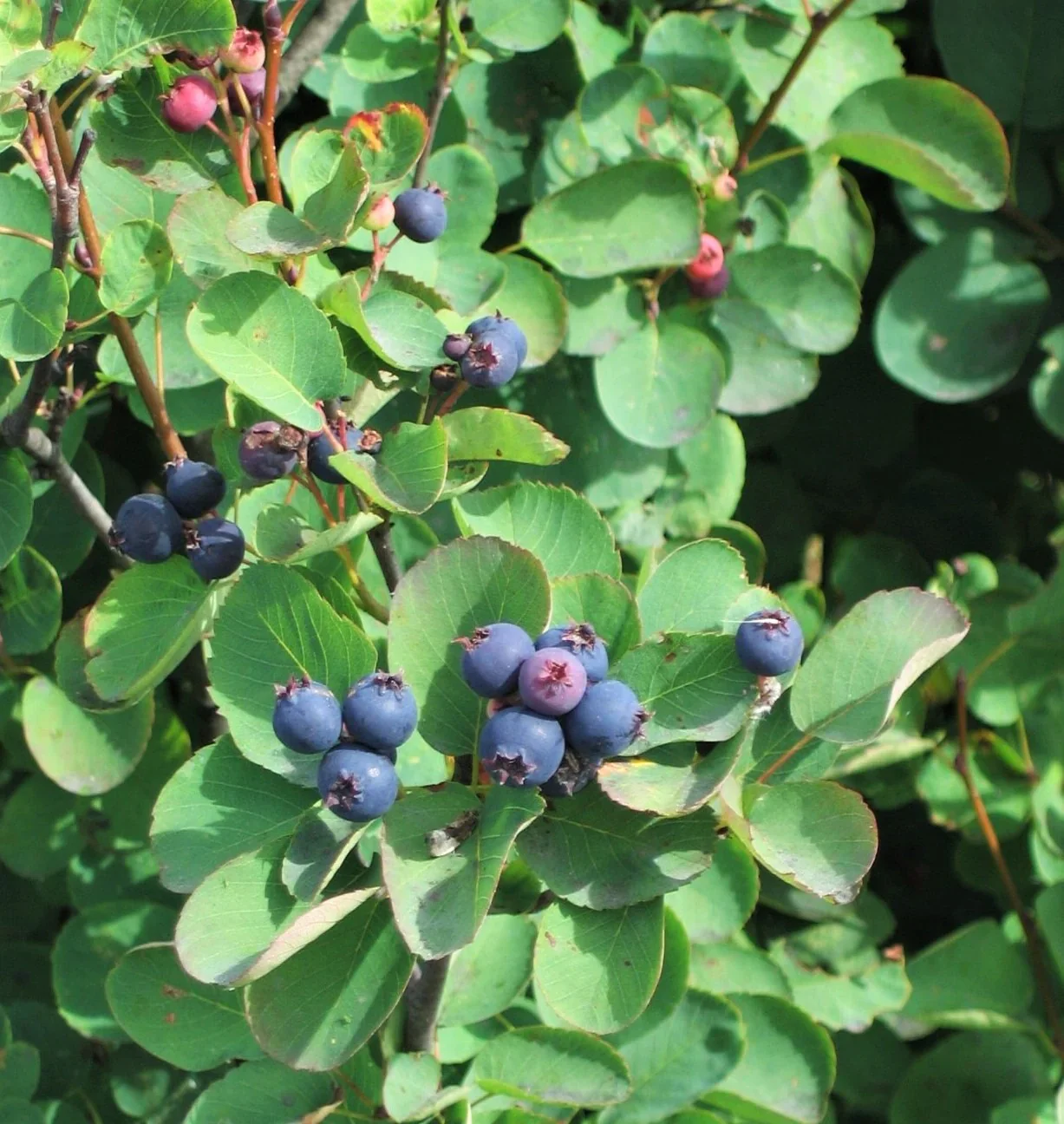 Saskatoon Serviceberry Shrub Seeds - Image 3