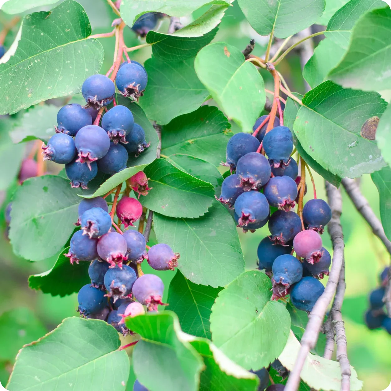 Saskatoon Serviceberry Shrub Seeds - Image 4
