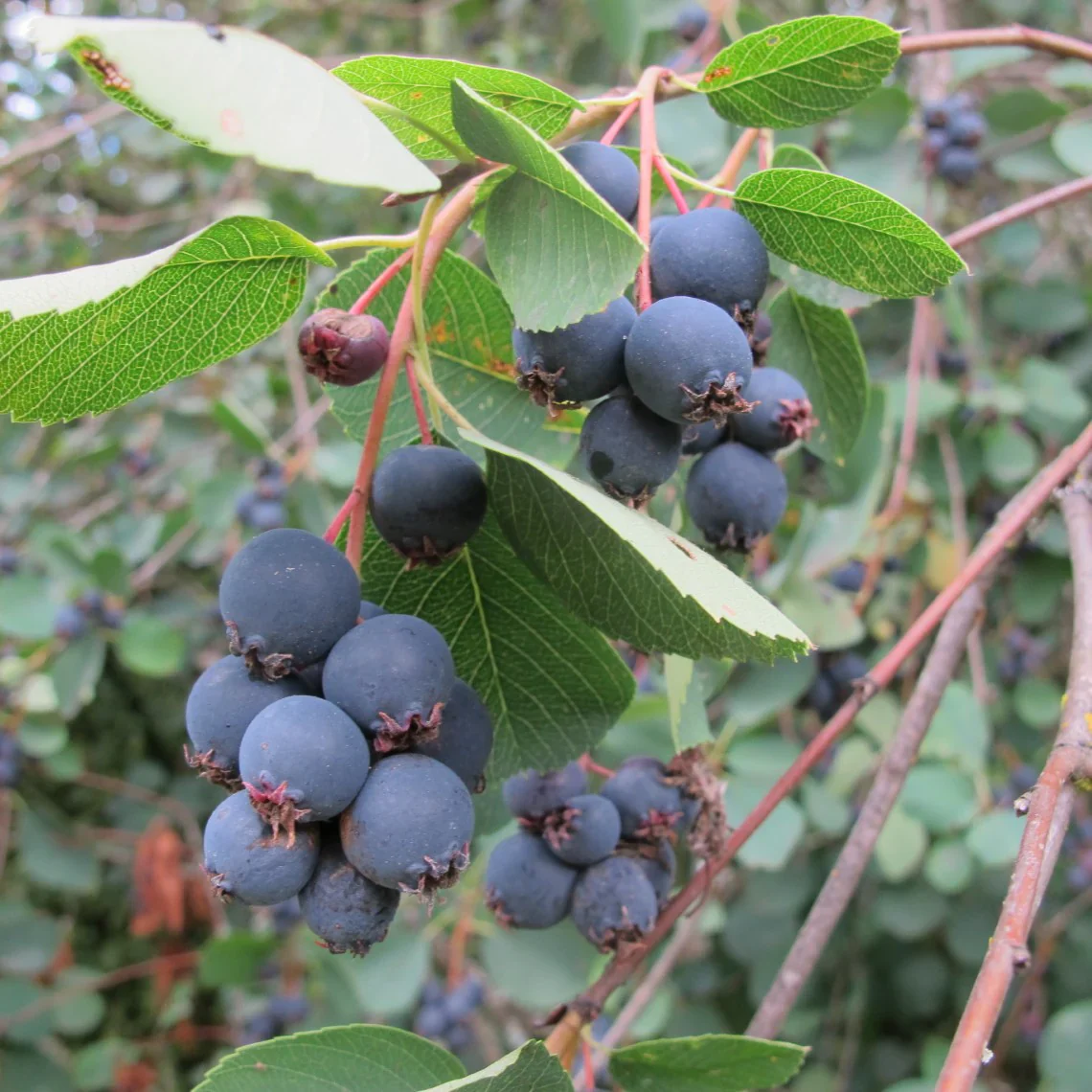 Saskatoon Serviceberry Shrub Seeds - Image 6