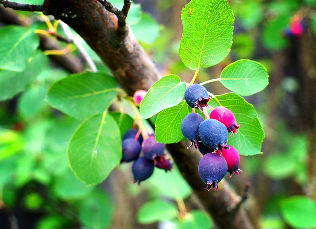 Saskatoon Serviceberry Shrub Seeds - Image 7