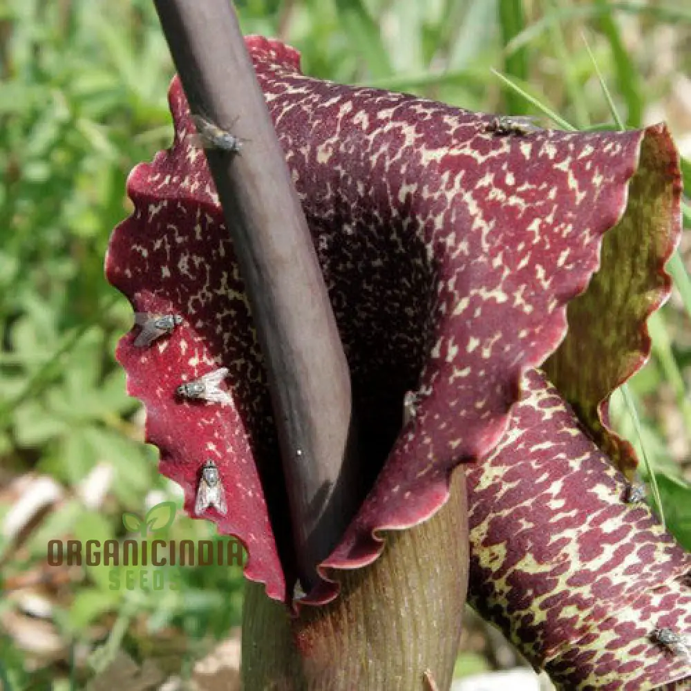 Sauromatum Venosum (Bulbils) Seeds for Gardening Enthusiasts | Rare Arum Lily Bulbils for Planting and Growing Exotic Flowers