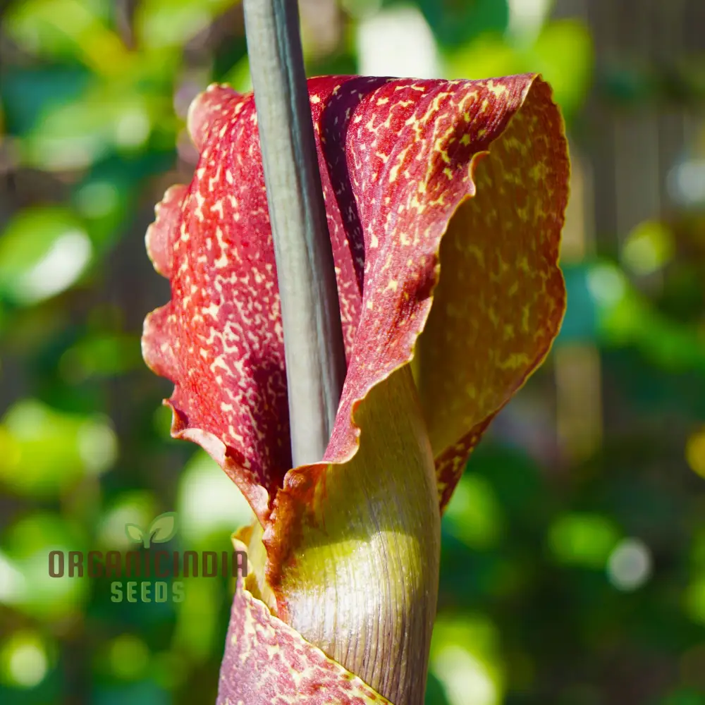 Sauromatum Venosum (Bulbils) Seeds for Gardening Enthusiasts | Rare Arum Lily Bulbils for Planting and Growing Exotic Flowers - Image 3