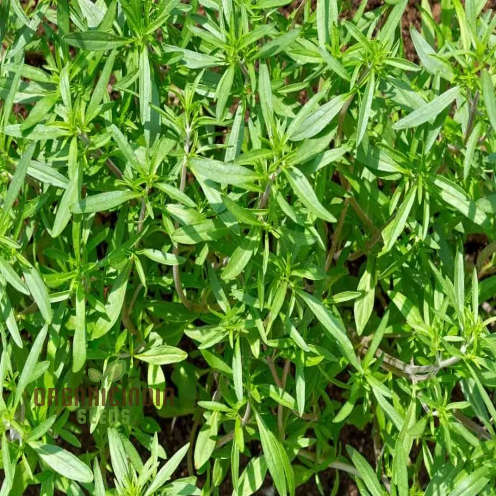 Summer Savory Seeds – Premium Culinary Herb, Organic Non-GMO, Easy to Grow