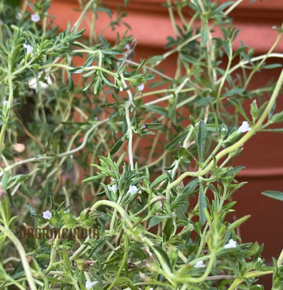 Summer Savory Seeds – Premium Culinary Herb, Organic Non-GMO, Easy to Grow - Image 3