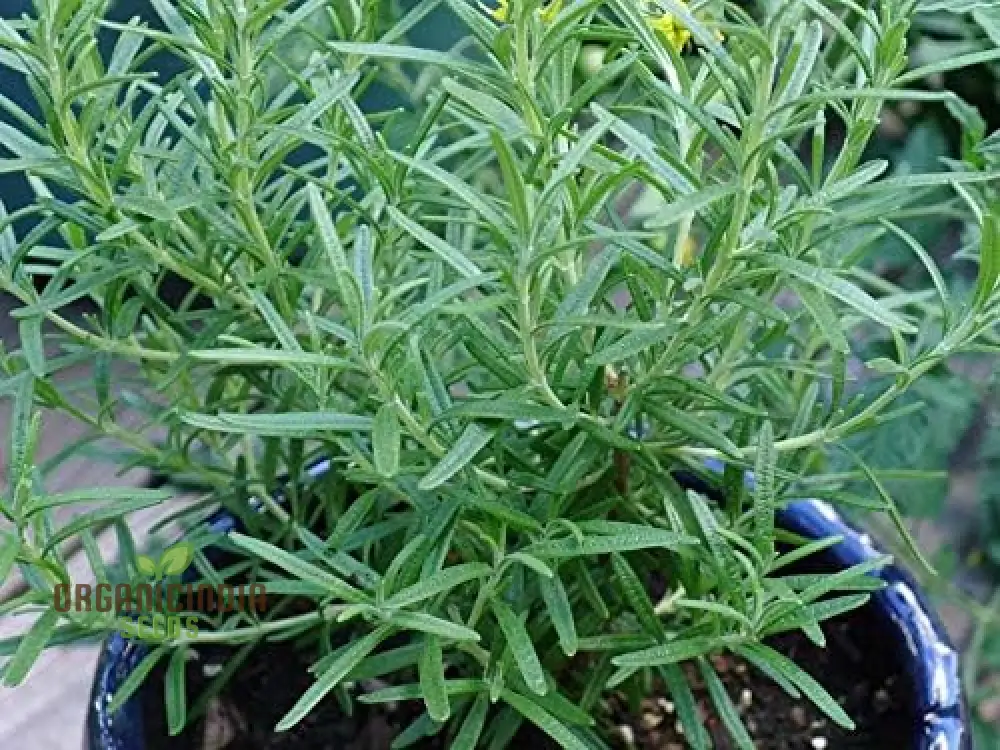 Summer Savory Seeds – Premium Culinary Herb, Organic Non-GMO, Easy to Grow - Image 4