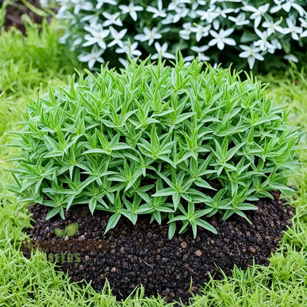 Savory Winter Plant Seeds - High-Quality Seeds for Flavorful Winter Herbs