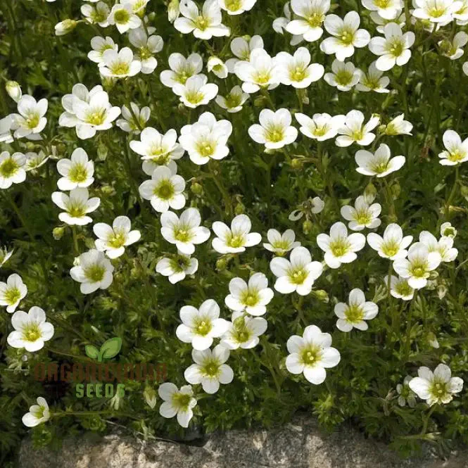 Saxifraga Cebennensis Seeds for Gardening Enthusiasts | Rare Alpine Rockery Plant Seeds | Buy Saxifraga Cebennensis Seeds Online